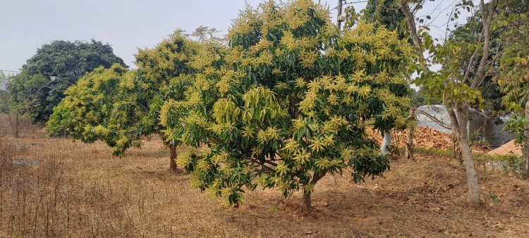 आम की रिकॉर्ड उत्पादन की उम्मीद से उत्साहित हो रहे हैँ किसान, जशपुर की अमराई में आई बौरों की बहार